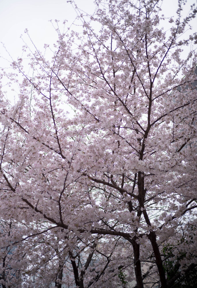 桜前線　名古屋市内　満開　2023年3月27日　ソメイヨシノ　
CHERRRY BLOSSOMS　チェリーブロッサム　松田聖子　歌　LOVE
そめいよしの　SAKURA　SOMEIYOSHINO　ピンク　PINK　開花　春
儚い　一瞬　超絶　美しい　ピュア　清らか　春の悦び　
株式会社　富屋酒店　TOMIYA　SAKETEN　NAGOYA　トミヤサケン
とみやさけてん　代表取締役　上田豊二　おたく　マニア　高級飲食店専門取引
　　　愛知県名古屋市瑞穂区上坂町1-41-2　特約店　特約流通　地酒　ワイン　専門店
ライカM11　ズミルックス50　レンズ　堀田駅　熱田神宮駅　名古屋高速　堀田出口すぐ　牛巻交差点すぐ　レトロ街並み　瓦屋根　きき酒師　焼酎アドバイザー
シャンパーニュシュバリエ　クラッシックカー　クラッシックバイク　インテリア　センス　ファッション　
　　　　音楽　ミュージック　アート　80Ｓ　マニア　おたく　堀田駅　熱田神宮駅
