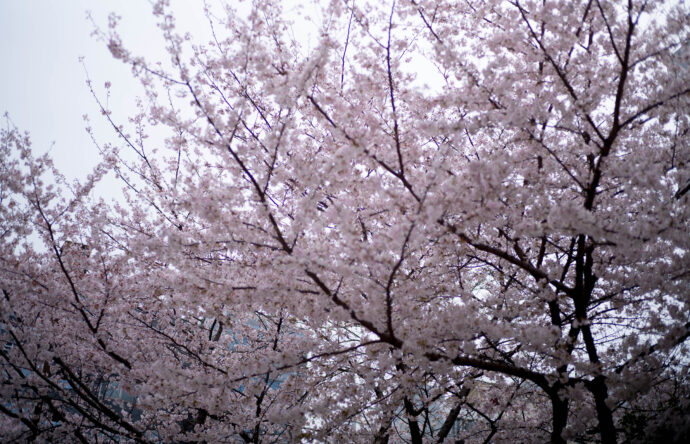 桜前線　名古屋市内　満開　2023年3月27日　ソメイヨシノ　
CHERRRY BLOSSOMS　チェリーブロッサム　松田聖子　歌　LOVE
そめいよしの　SAKURA　SOMEIYOSHINO　ピンク　PINK　開花　春
儚い　一瞬　超絶　美しい　ピュア　清らか　春の悦び　
株式会社　富屋酒店　TOMIYA　SAKETEN　NAGOYA　トミヤサケン
とみやさけてん　代表取締役　上田豊二　おたく　マニア　高級飲食店専門取引
　　　愛知県名古屋市瑞穂区上坂町1-41-2　特約店　特約流通　地酒　ワイン　専門店
ライカM11　ズミルックス50　レンズ　堀田駅　熱田神宮駅　名古屋高速　堀田出口すぐ　牛巻交差点すぐ　レトロ街並み　瓦屋根　きき酒師　焼酎アドバイザー
シャンパーニュシュバリエ　クラッシックカー　クラッシックバイク　インテリア　センス　ファッション　
　　　　音楽　ミュージック　アート　80Ｓ　マニア　おたく　堀田駅　熱田神宮駅
