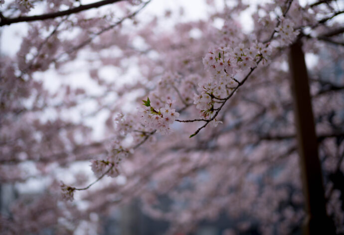 桜前線　名古屋市内　満開　2023年3月27日　ソメイヨシノ　
CHERRRY BLOSSOMS　チェリーブロッサム　松田聖子　歌　LOVE
そめいよしの　SAKURA　SOMEIYOSHINO　ピンク　PINK　開花　春
儚い　一瞬　超絶　美しい　ピュア　清らか　春の悦び　
株式会社　富屋酒店　TOMIYA　SAKETEN　NAGOYA　トミヤサケン
とみやさけてん　代表取締役　上田豊二　おたく　マニア　高級飲食店専門取引
　　　愛知県名古屋市瑞穂区上坂町1-41-2　特約店　特約流通　地酒　ワイン　専門店
ライカM11　ズミルックス50　レンズ　堀田駅　熱田神宮駅　名古屋高速　堀田出口すぐ　牛巻交差点すぐ　レトロ街並み　瓦屋根　きき酒師　焼酎アドバイザー
シャンパーニュシュバリエ　クラッシックカー　クラッシックバイク　インテリア　センス　ファッション　
　　　　音楽　ミュージック　アート　80Ｓ　マニア　おたく　堀田駅　熱田神宮駅
