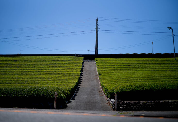 掛川　茶畑　日本有数のお茶産地　掛川茶　Kakegawa Tea　かけがわちゃ　は、
日本の緑茶、および、そのブランドの一つである。掛川茶商協同組合、掛川市農業組合、遠州夢咲農業組合の地域団体商標であり、「静岡県掛川市産の緑茶」を指している。
株式会社富屋酒店　トミヤサケテン　とみやさけてん TOMIYA　SAKETEN　NAGOYA　愛知県名古屋市瑞穂区上坂町1-41-2 tomiya-saketen.com　特約店　特約流通　地酒　ワイン　専門店　 社長　代表　上田豊二　利き酒師　焼酎アドバイザー　シャンパーニュシュヴァリエ　おたく　マニア　堀田駅　熱田神宮駅
名古屋高速　堀田出口すぐ　牛巻交差点すぐ　レトロ街並み　瓦屋根
クラッシックカー　クラッシックバイク　インテリア　ファッション　音楽
センス　クリエイト　おたく　マニア
