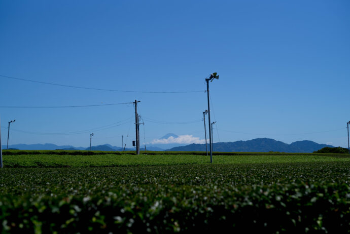 掛川　茶畑　日本有数のお茶産地　掛川茶　Kakegawa Tea　かけがわちゃ　は、
日本の緑茶、および、そのブランドの一つである。掛川茶商協同組合、掛川市農業組合、遠州夢咲農業組合の地域団体商標であり、「静岡県掛川市産の緑茶」を指している。
株式会社富屋酒店　トミヤサケテン　とみやさけてん TOMIYA　SAKETEN　NAGOYA　愛知県名古屋市瑞穂区上坂町1-41-2 tomiya-saketen.com　特約店　特約流通　地酒　ワイン　専門店　 社長　代表　上田豊二　利き酒師　焼酎アドバイザー　シャンパーニュシュヴァリエ　おたく　マニア　堀田駅　熱田神宮駅
名古屋高速　堀田出口すぐ　牛巻交差点すぐ　レトロ街並み　瓦屋根
クラッシックカー　クラッシックバイク　インテリア　ファッション　音楽
センス　クリエイト　おたく　マニア

