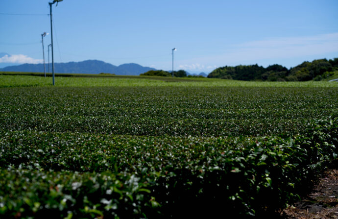 掛川　茶畑　日本有数のお茶産地　掛川茶　Kakegawa Tea　かけがわちゃ　は、
日本の緑茶、および、そのブランドの一つである。掛川茶商協同組合、掛川市農業組合、遠州夢咲農業組合の地域団体商標であり、「静岡県掛川市産の緑茶」を指している。
株式会社富屋酒店　トミヤサケテン　とみやさけてん TOMIYA　SAKETEN　NAGOYA　愛知県名古屋市瑞穂区上坂町1-41-2 tomiya-saketen.com　特約店　特約流通　地酒　ワイン　専門店　 社長　代表　上田豊二　利き酒師　焼酎アドバイザー　シャンパーニュシュヴァリエ　おたく　マニア　堀田駅　熱田神宮駅
名古屋高速　堀田出口すぐ　牛巻交差点すぐ　レトロ街並み　瓦屋根
クラッシックカー　クラッシックバイク　インテリア　ファッション　音楽
センス　クリエイト　おたく　マニア
