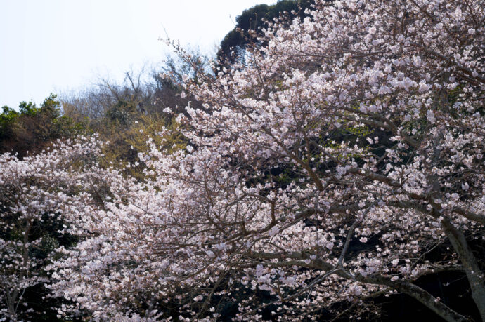 CLASSIC CAR NO TUDOI IN MINAMICHITA　クラッシックカーの集い 南知多　山海 岩屋寺  知多旧車倶楽部  トヨタスポーツ800　ホンダスポーツ800  トライアンフ スピッツファイヤー ビッグヒレー マツダR360 マツダ キャロル　日野ルノー  フォルクスワーゲン カブリオレ  走る精密機械 本田宗一郎
（株）富屋酒店 かぶしきがいしゃ とみやさけてん カブシキガイシャ　トミヤサケテン TOMIYA SAKETEN 　愛知県名古屋市瑞穂区上坂町1-41-2　地酒屋　豊盃　HOUHAI ほうはい　ホーハイ　三浦酒造  MIURASHUZO日高見　ひたかみ　ヒタカミ HITAKAMI  平孝酒造　HIRAKOSHUZO 天の戸 アマノト　あまのと　AMANOTO　浅舞酒造 ASAMAISHUZO　飛露喜 HIROKISHUZOHONTEN　廣木酒造本店　HIROK　大那 DAINA　ダイナ　だいな　菊の里酒造　KIKUNOSATOSHUZO　旭興　KYOKUKO　きょくこう　キョクコウ　渡邉酒造　WATANABESHUZO　仙禽 SENKIN　せんきん　センキン（株）せんきん SENKIN鶴齢　カクレイ　かくれい KAKUREI　青木酒造　AOKISHUZO謙信 ケンシン　けんしん KENSHIN池田屋酒造 IKEDAYASHUZO 白岳仙 HAKUGAKUSEN　ハクガクセン　はくがくせん　安本酒造 YASUMOTOSHUZO 群馬泉 グンマイズミ　ぐんまいずみ 島岡酒造 SHIMAOKASHUZO  喜久醉 きくよい キクヨイKIKUYOI 青島酒造 AOSHIMASHUZO 長珍 ちょうちん　チョウチン長珍酒造CHOCHINSHUZO　みねたからみりん　峯寳 味醂　一子相伝 ミネタカラ　いっしそうでん　イッシソウデン　小笠原味醂 OGASAWARA MIRIN

瀧自慢　たきじまん　タキジマン　瀧自慢酒造　TAKIZIMANSHUZO　田光　TABIKA 早川酒造  HAYAKAWASHUZO　作　ZAKU ざく ザク 清水清三郎商店 SHIMIZUSEIZABUROSHOTEN  篠峯　櫛羅　しのみね　シノミネ　くじら　クジラ　千代酒造　CHIYOSHUZO　雑賀　さいか　サイカ　九重雑賀  KOKONOESAIKA　紀土　鶴梅　無量山　きっど　キッド　KID 　ツルウメ　つるうめ　TURUUME　ムリョウザン　むりょうざん　MURYOZAN　平和酒造　HEIWASHUZO　蒼空　そうくう　ソウクウ　SÔKÛ　藤岡酒造　HUJIOKASHUZO 　宝剣　HOUKEN  宝剣酒造　ほうけんしゅぞう　ホウケンシュゾウ　HOKENSHUZO　清酒竹鶴　小笹屋竹鶴　せいしゅたけつる　セイシュタケツル　おささやたけつる　オササヤタケツル　竹鶴酒造　TAKETURUSHUZO
石鎚　いしづち　イシヅチ　石鎚酒造　ISHIDUCHISHUZO　土佐しらぎく　とさしらぎく　トサシラギク　仙頭酒造場　せんとうしゅぞうじょう　SENDOSHUZOZYO　アルガブランカ　ARUGABURANKA勝沼醸造　KATUNUMAJÔZÔ　ドメーヌソガ　ソガ・ペール・エ・フィス SOGA PELE ET FIS　オブセワイナリー　OBUSEWINERY　ドメーヌタカヒコ　DOMAINE TAKAHIKO　クリサワブラン　KURISAWA BLANC　ナカザワワイナリー　NAKAZAWA WINERY　さつま寿　SATUMA KOTOBUKI 　尾込商店 OGOME SHOTEN  蔵の師魂 KURANOSHIKON  小正醸造　KOMASA ＪÔＺÔ　天狗櫻 TENGUSAKURA  白石酒蔵　SHIRAISHISHUZO  しま千両 SHIMASENRYO　高崎酒蔵  TAKASAKISHUZO  杜氏潤平　TOJIJUNPEI  小玉醸造  KODAMAJOZO  赤鹿毛　青鹿毛  AKAKAGE   AOKAGE　柳田酒蔵  YANAGIDASHUZO　舞香　MAIKA　泰明　TAIMEI　藤居醸造　HUZIIJÔＺÔ　池の露　特酎天草　IKENOTUYU  TOKUCHU  AMAKUSA　壱乃醸　飛乃流　朝日　ICHINOJO  HINORYU　ASAHI　朝日酒造　ASAHISHUZO　龍宮　RYUGU 富田酒造場　TOMITASHUZOJO　鳥飼 TORIKAI　鳥飼酒造　TORIKAISHUZO　極楽 GOIKURAKU　林酒造場 HAYASHISHUZOJO　屋久の島大自然林　酔麦香　YAKUNOSHIMA DAISHIZENRIN SUIBASKUKA　本坊酒造　HONBOSHUZO
金峰　金峰荒蘆過  KINPO　KINPOARAROKA　宇都酒造　UTOSHUZO　北谷長老　CHYATANCHÔＲÔ　北谷酒造　CHYATANSHUZO　山原くいな　YAMBARUKUINA　やんばる酒造　YAMBARUSHUZO　2024年春オープン予定 いいねタウン瑞穂 iiNE マルシェ内　グランクレア瑞穂 いいねタウン瑞穂  愛知県名古屋市瑞穂区宝田町四丁目2番、3番2　春敲町三丁目23番1（地番） 魚太郎　UOTARO MIZUHO うおたろう　ウオタロウ　なごやみずほてん　ナゴヤミズホテン　 名古屋瑞穂店  車で1分　徒歩5分　丸明 瑞穂店  MARUAKI MIZUHO　マルアキ ミズホテン　まるあき みずほてん　 徒歩10分　車3分　焼肉 美奈登  ヤキニクミナト　やきにくみなと YAKINIKU MINATO 車で2分　徒歩10分  どての品川　DOTENO SHINAGAWA　ドテノシナガワ　どてのしながわ　車で30秒　徒歩1分昇福亭　SHOHUKUTEI しょうふくてい　ショウフクテイ 街中華　マニア　大盛り　個性派  車で5分　徒歩15分  名店 近くにたくさんあり　堀田バンザイ　牛巻バンザイ　名古屋のへそ
