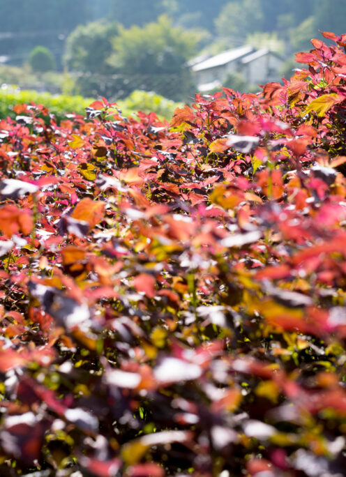21日（日）お休みとなります