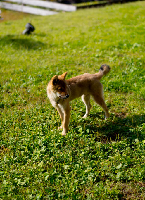 9日（日）お休みとなります